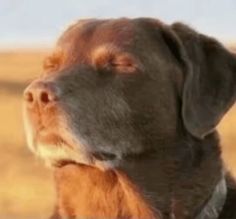 a close up of a dog with its eyes closed and his head turned to the side