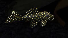 a black and yellow spotted fish with spots on it's back end, swimming in the dark water