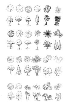 trees and shrubs are shown in this drawing