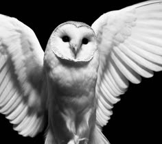 a white owl with its wings spread out