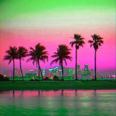 palm trees line the beach in front of a cityscape at sunset or dawn