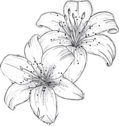 a drawing of two lilies with water droplets on it's petals, and one flower