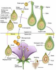 an image of plant life in the cross section, with different parts labeled below it
