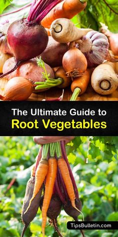the ultimate guide to root vegetables and how to use them in your garden or backyard