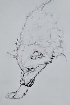 a pencil drawing of a wolf's head
