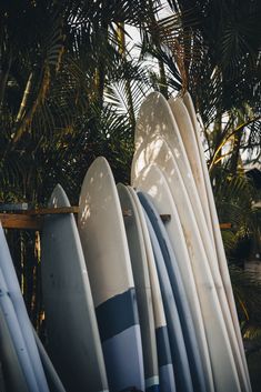 several surfboards are lined up against the tree