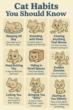 a poster with instructions on how to use cats for their health and safety purposess