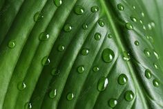 water drops on green leaf closeup