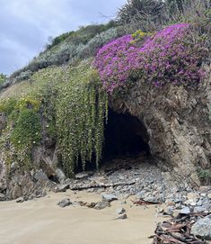 purple flowers growing out of the side of a rock formation on a beach with rocks and gravel