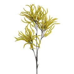 a plant with yellow flowers is shown against a white background