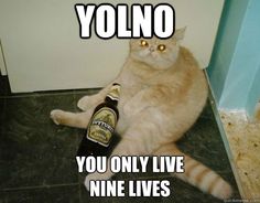 a cat sitting on the floor with a beer bottle in it's paws and captioning yonno you only live nine lives