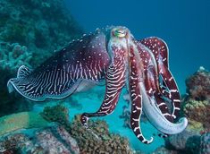 an octopus is swimming on the ocean floor