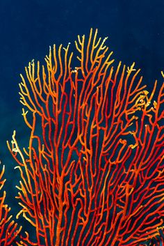 an orange coral on the ocean floor