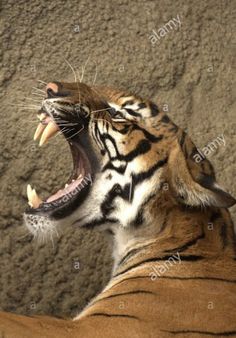 a tiger yawning with its mouth open and it's teeth wide open