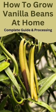 how to grow vanilla beans at home, complete guide and processing tips for beginners