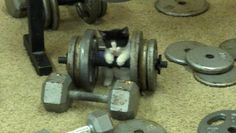 a black and white cat sitting on top of a dumbbells next to other gym equipment
