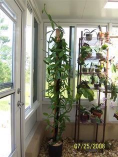 there is a plant in the corner of this room with many potted plants on it