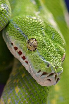 a large green snake with its mouth open