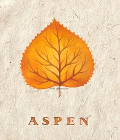 an orange leaf with the word aspen on it is shown against a white paper background