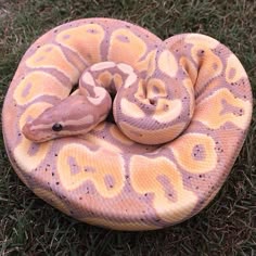 a pink and yellow snake curled up in the grass
