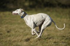 a white dog is running through the grass