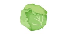 a green leafy vegetable on a white background