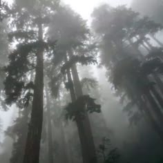 foggy forest with tall trees in the foreground