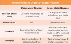 two different types of neurons are shown in this table, with the names and description