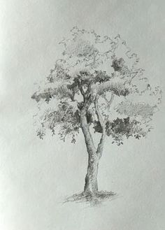 a pencil drawing of a tree with leaves