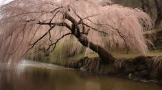 a tree that is next to a body of water in the grass and trees with pink flowers