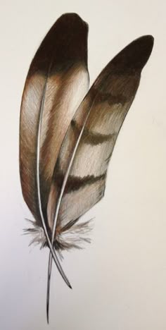 a drawing of two feathers on a white background