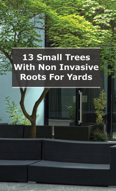 a black couch sitting in front of a tree with the words 13 small trees with non - invisive roots for yards