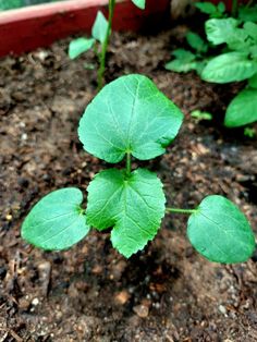 three green leaves are growing in the dirt