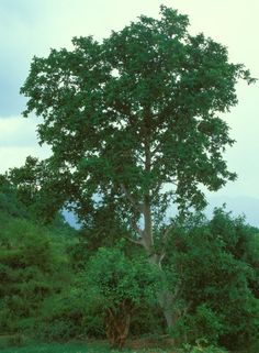 a large tree in the middle of a lush green field