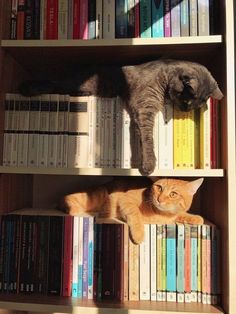 two cats are laying on top of bookshelves