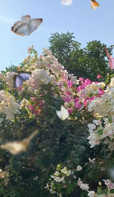 several butterflies flying over white and pink flowers with trees in the backgrouund