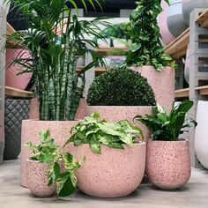there are many potted plants on display in the store