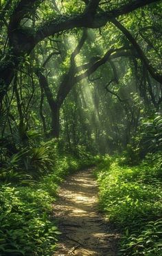 the sun shines through the trees and leaves on a path in the forest with lush green foliage