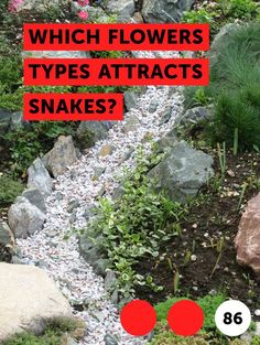 the words how to care for camellia plants are in red and white letters on top of