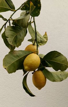 two lemons hanging from a tree branch with green leaves and white wall in the background