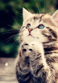 a small kitten with blue eyes is standing on its hind legs