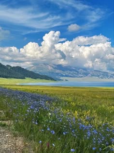 a grassy field with blue flowers and mountains in the background
