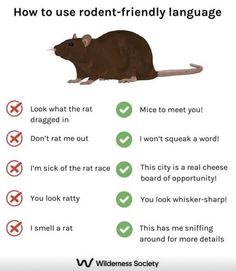 a rat sitting on top of a table next to a sign that says how to use rodent - friendly language