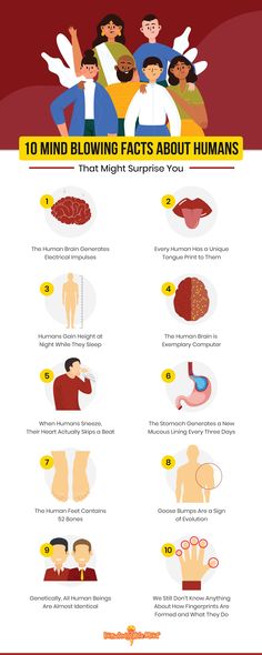 Facts About Human Beings, Fun Facts About The Human Body For Kids, Fun Facts About Human Body, Facts About Human Body Science, Facts About The Human Body Interesting, Human Body Facts Science, Cool Facts About The Human Body, Mind Blowing Facts About Yourself, Important Facts About Human Body