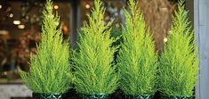 three green vases with plants in them sitting on a table outside a store front