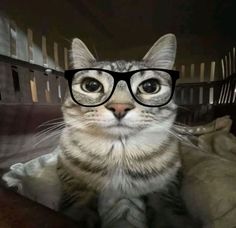 a cat wearing glasses looking at the camera