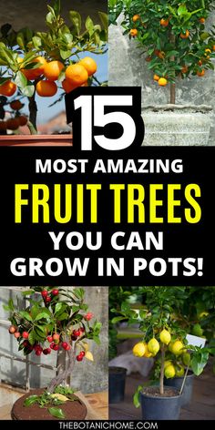 the top five most amazing fruit trees you can grow in pots