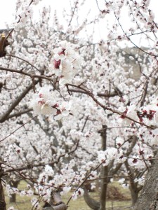 oh apricots, you are so so so beautiful