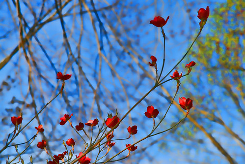 Branches and Blossoms