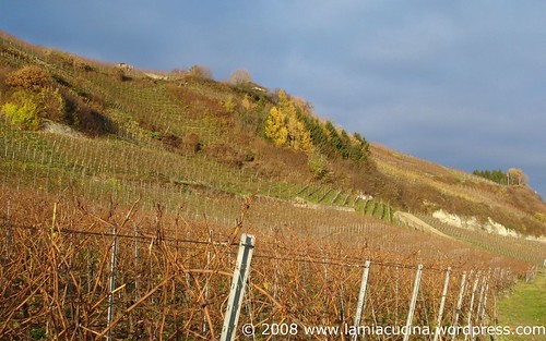 abgeernteter Rebberg im Seeland, Vully am Murtensee